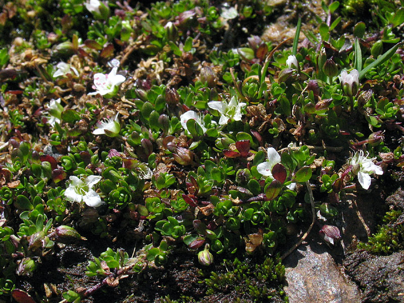 Arenaria biflora L. /Arenaria biflora.